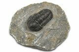 Detailed Gerastos Trilobite Fossil - Morocco #372448-3